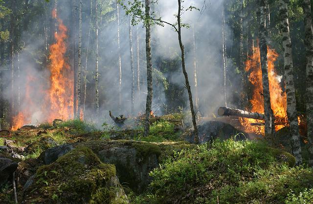 Rising temperatures promote forest fires