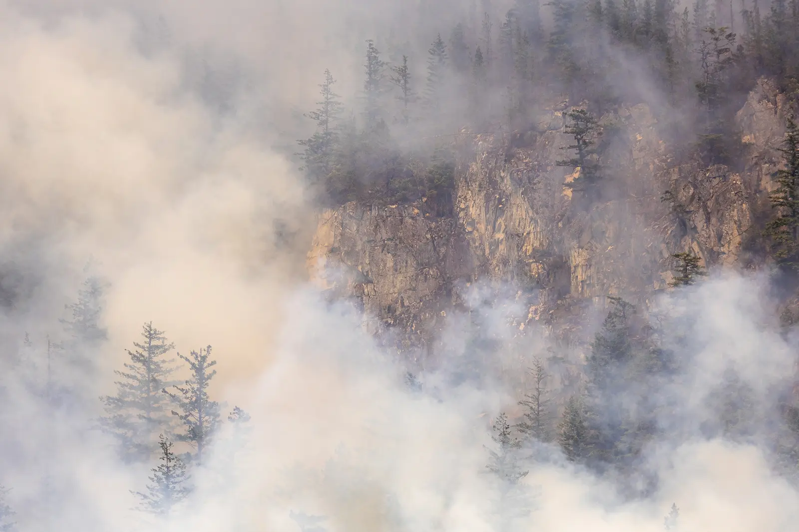 forest with smoky haze in canada due to wildfire in 2025